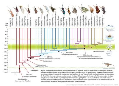 phylogénie