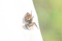 Carrhotus xanthogramma