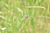 Agalenatea redii