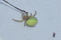 Araniella