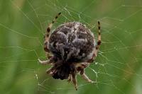 Agalenatea redii