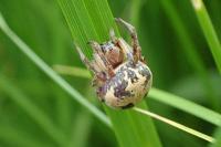 Larinioides cornutus