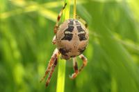 Larinioides cornutus