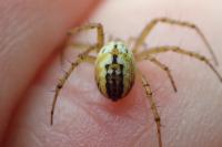 Mangora acalypha