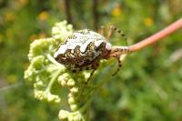 Aculepeira ceropegia