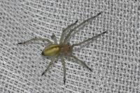 Cheiracanthium