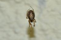 Zygiella x-notata
