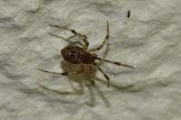 Parasteatoda tepidariorum