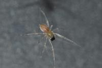 Cheiracanthium