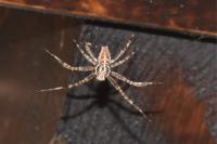 Araneus diadematus