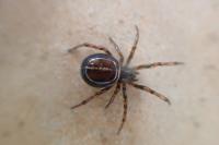 Steatoda bipunctata