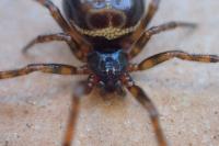 Steatoda bipunctata