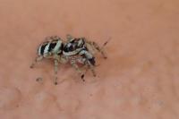 Salticus scenicus