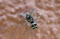 Salticus scenicus