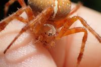 Araneus diadematus
