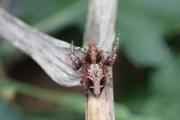 Oxyopes ramosus