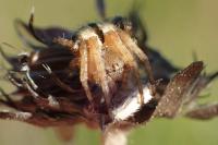 Agalenatea redii