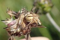 Agalenatea redii