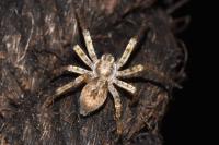 Anyphaena accentuata