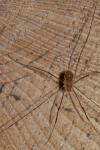 Opilio canestrinii