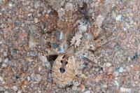 Zoropsis spinimana