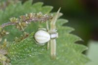 Misumena vatia