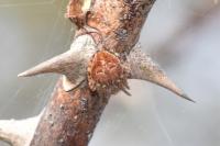 Agalenatea redii