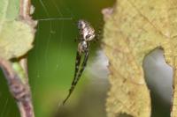 Metellina segmentata
