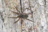 Pardosa