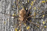 Phalangium opilio