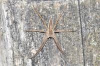 Pisaura mirabilis