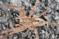 Zoropsis spinimana
