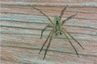 Zoropsis spinimana