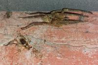 Zoropsis spinimana