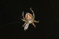 Agalenatea redii