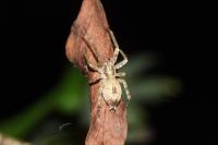 Anyphaena accentuata