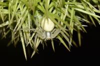 Misumena vatia
