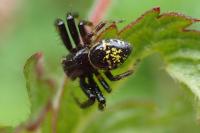 Synema globosum
