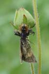 Synema globosum