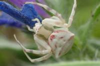Thomisus onustus