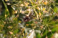 Phalangium opilio