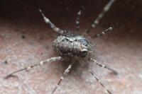 Dasylobus graniferus