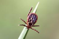 Dermacentor reticulatus