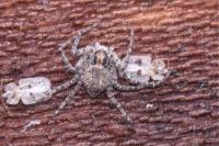 Philodromus