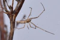 Tetragnatha