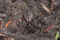 Segestria bavarica