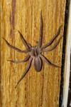 Pisaura mirabilis