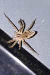 Tegenaria