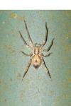 Anyphaena accentuata