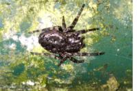 Nuctenea umbratica